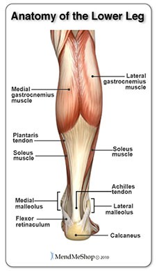 anatomi kaki bagian bawah