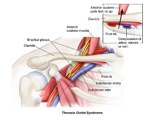 Anatomi saraf dan pembuluh darah di outlet toraks