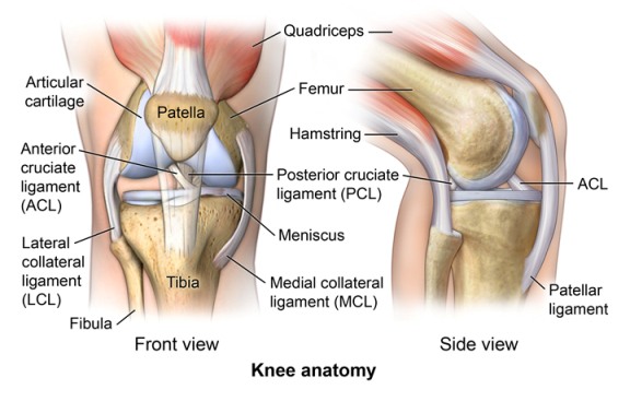 Persendian pada tulang lutut termasuk jenis persendian