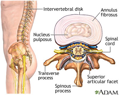 Anatomi struktur tulang belakang