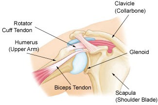 biceps tendon