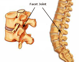 anatomi sendi facet tulang belakang