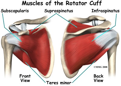 rotator cuff muscle