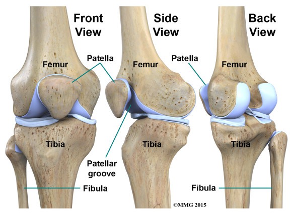 Persendian Pada Siku Dan Lutut Terdapat Pada Jenis Persendian Nomor