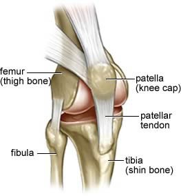urat patellar tendo - nyeri lutut