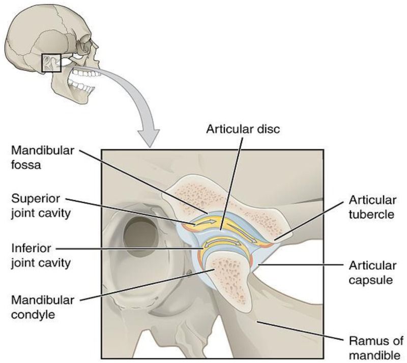 Anatomi sendi rahang (temporomandibular joint)