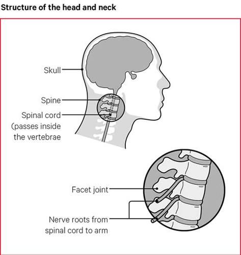 anatomi leher