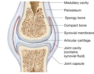 anatomi sendi normal