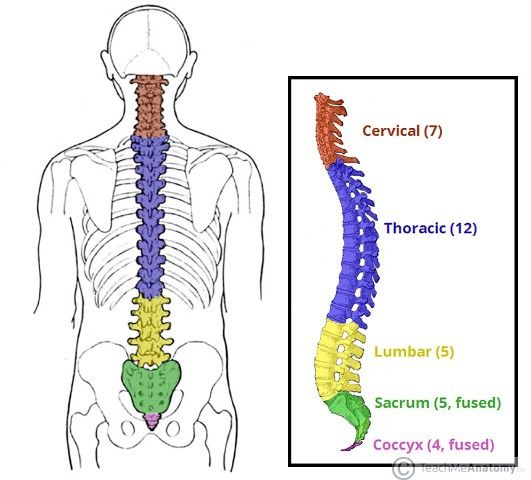 anatomi tulang belakang