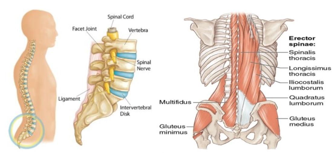 anatomi tulang belakang