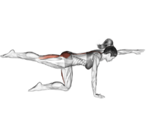 bird dog exercise