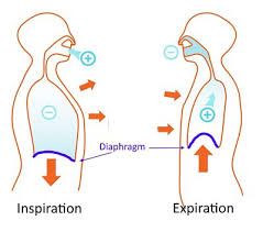 gerakan diafragma