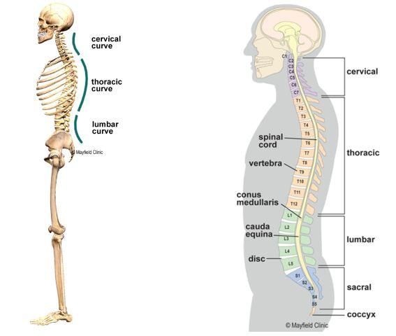 lengkung tulang belakang normal