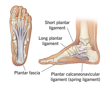 ligamen kaki