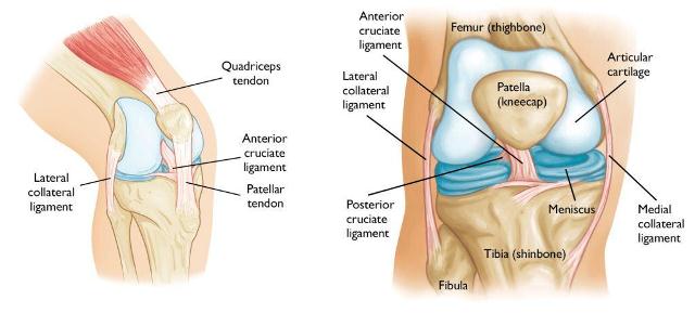 ligamen lutut