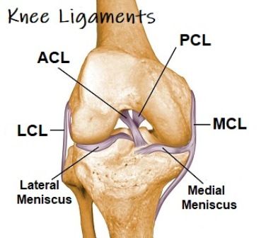 ligamen-ligamen lutut