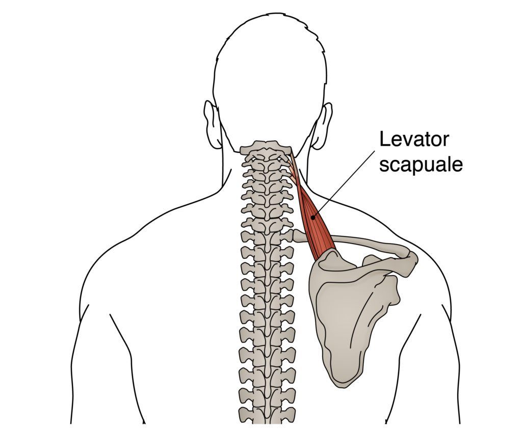 otot levator scapulae