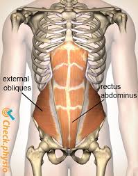 otot perut yang mengalami side stitch