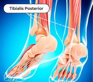 otot tibialis posterior