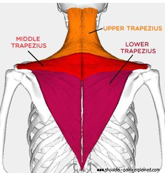 otot trapezius punggung