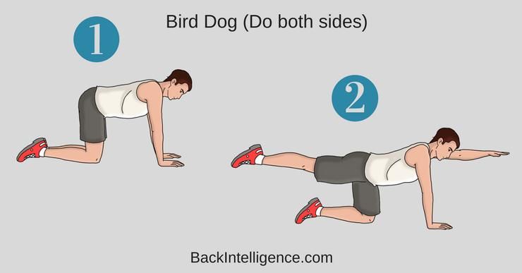 posisi bird dog