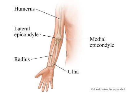 tulang lengan bawah