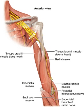 saraf radialis lengan