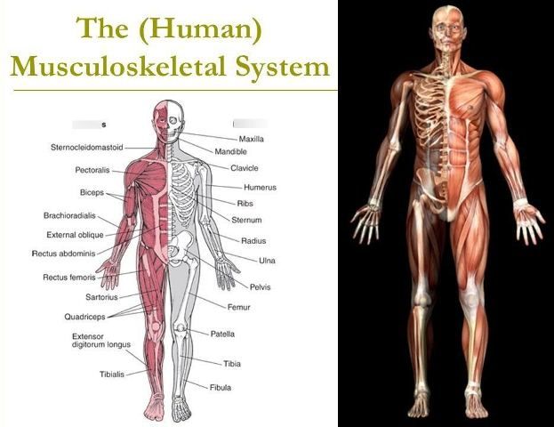 sistem muskuloskeletal