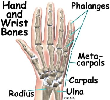 anatomi pergelangan tangan